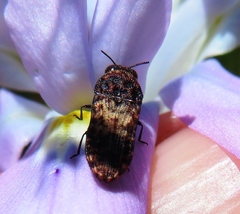 Nothomorpha