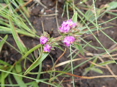 Cyanotis speciosa