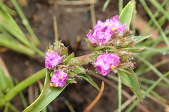 Cyanotis speciosa