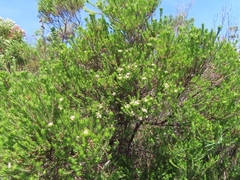 Diosma subulata