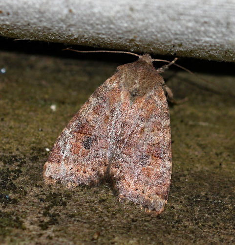 Poplar Catkin Sallow photo 2