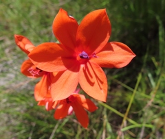 Watsonia stenosiphon