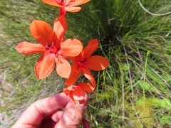 Watsonia stenosiphon