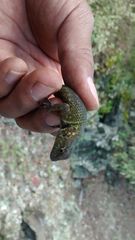 Sceloporus formosus