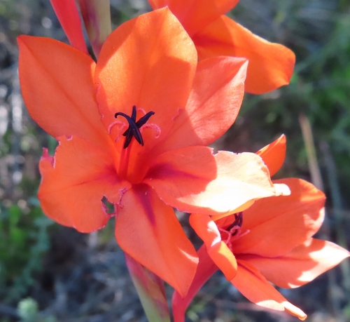 Image of Watsonia stenosiphon by (c) linkie, some rights reserved (CC BY)