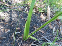 Watsonia stenosiphon