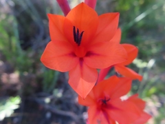 Watsonia stenosiphon