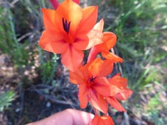 Watsonia stenosiphon