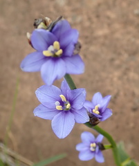 Aristea torulosa