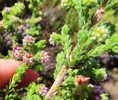 Erica glabella laevis