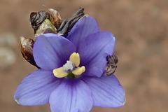 Aristea torulosa
