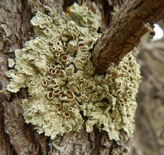 Flavoparmelia rutidota