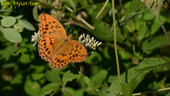 Argynnis sagana