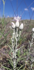 Jurinea stoechadifolia