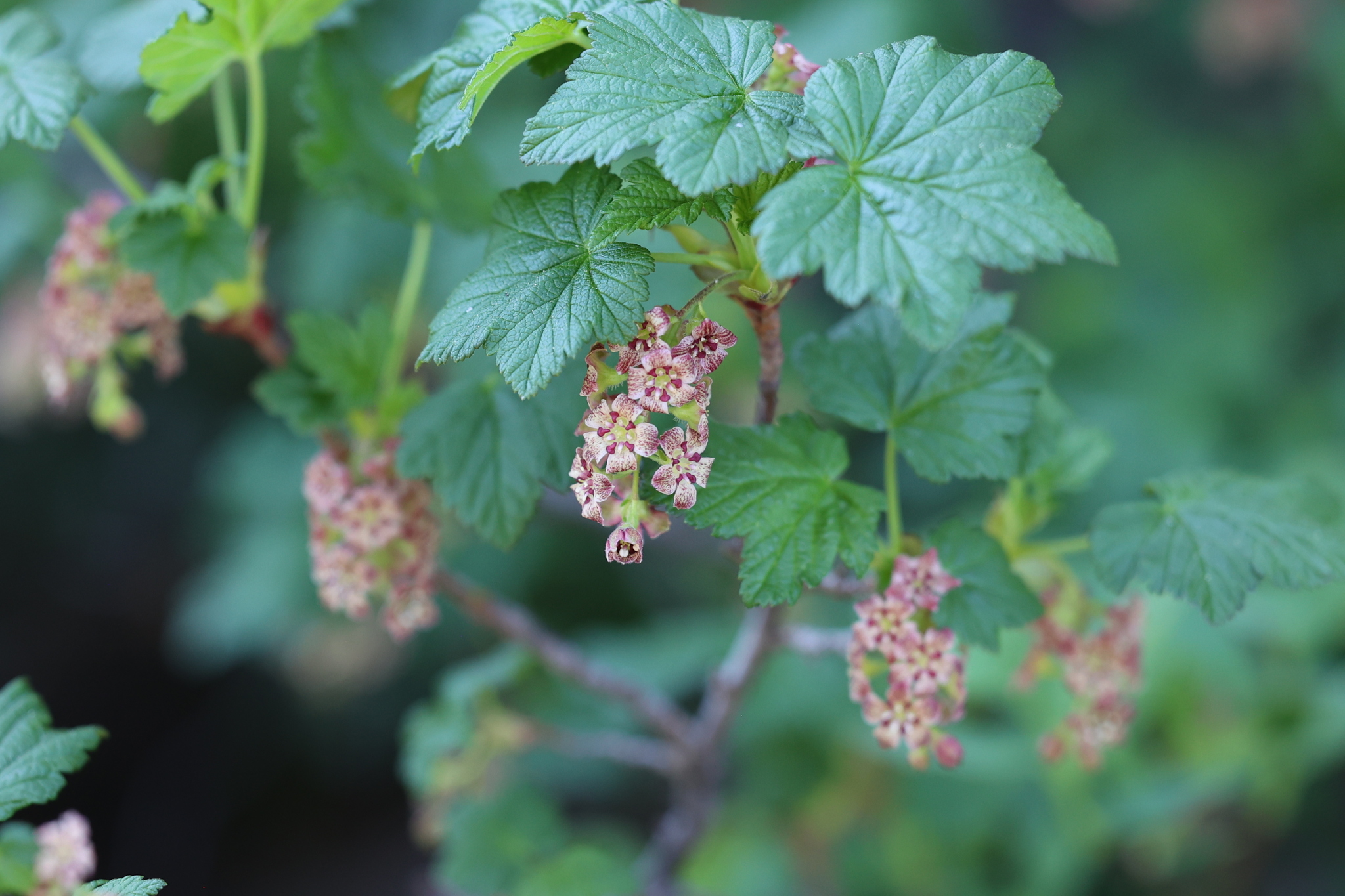 Maple Currant (Ribes acerifolium)