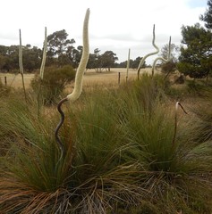 Xanthorrhoea caespitosa