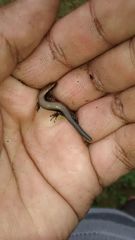 Scincella gemmingeri