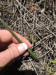 Thelymitra circumsepta