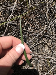 Thelymitra circumsepta