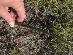 Thelymitra circumsepta