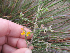 Aspalathus divaricata