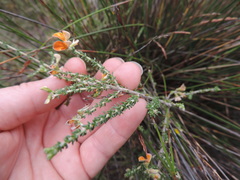 Aspalathus divaricata