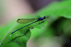 Argia oculata