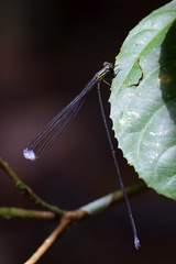 Mecistogaster linearis