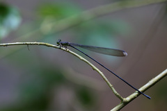Mecistogaster linearis