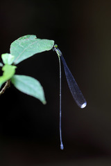 Mecistogaster linearis