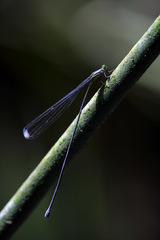 Mecistogaster linearis