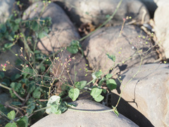 Boerhavia diffusa var. diffusa image