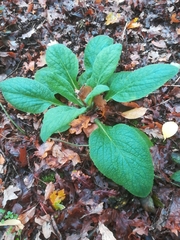 Digitalis purpurea