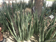 Sansevieria pearsonii