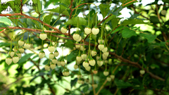 Styrax