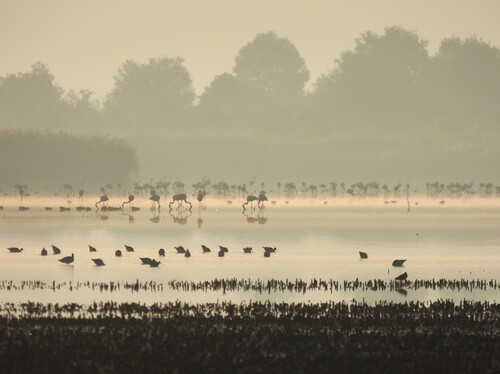 Avocette élégante