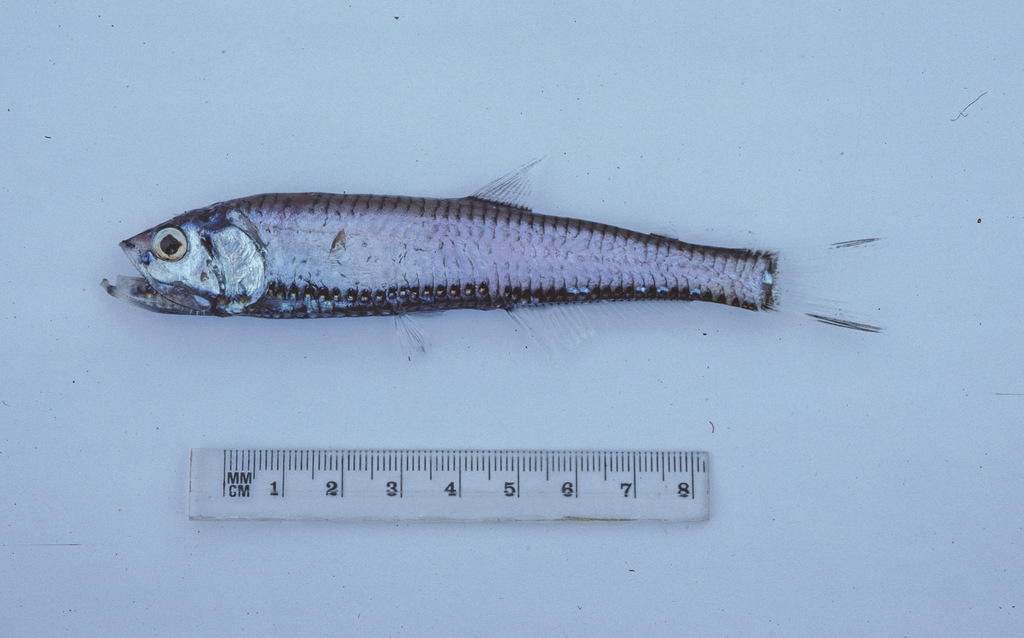 Rendezvous Fish
