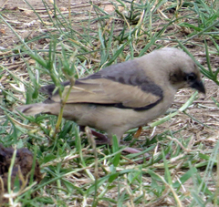 Pseudonigrita arnaudi