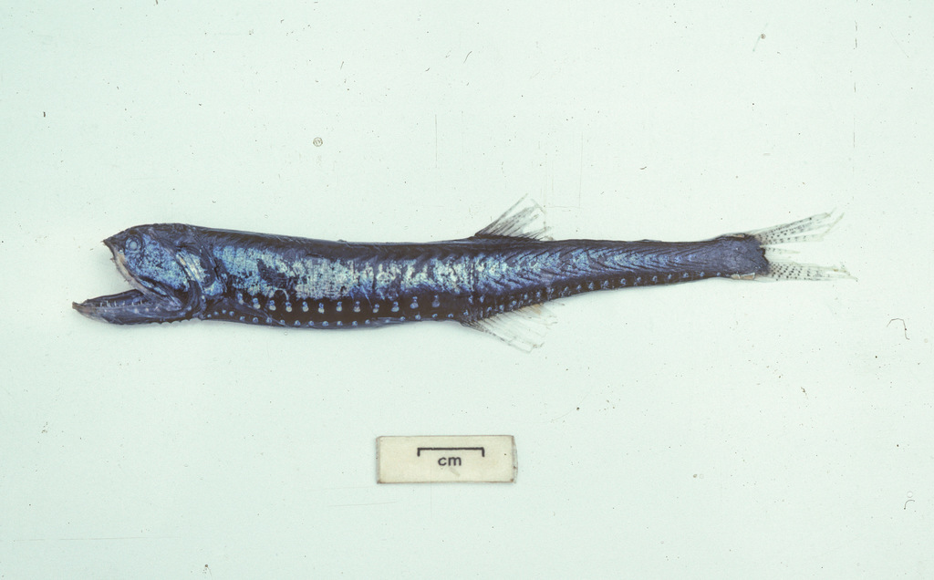 Elongated Bristlemouth Fish