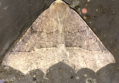 Tetracis cervinaria