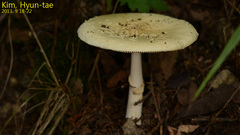 Amanita subparvipantherina