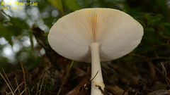 Amanita subparvipantherina