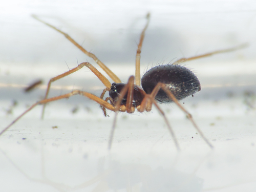Trichoncus sordidus
