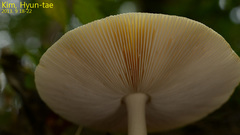 Amanita subparvipantherina