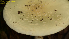 Amanita subparvipantherina