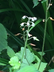 Tiarella polyphylla