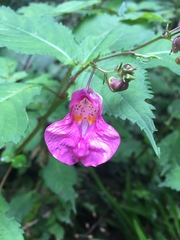 Impatiens textorii