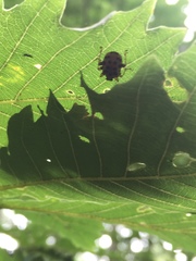 Agomadaranus pardalis