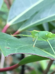 Tettigoniopsis forcipicercus