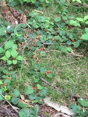 Rubus pectinellus